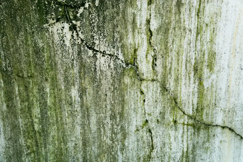 Our Roots in Blackwood, NJ