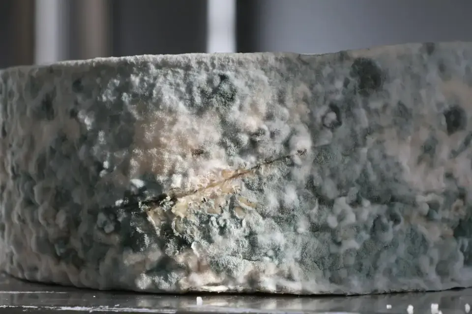 The Danger of Hidden Mold & Mycotoxins — Blackwood